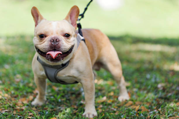 Portrait Of French Bulldog On Field