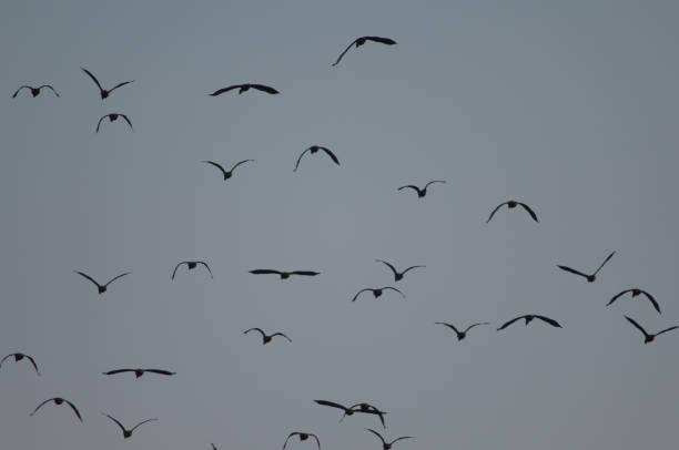 белолицые свистящие утки в полете. - white faced whistling duck стоковые фото и изображения
