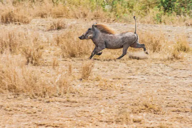 a lone warthog is running through the african savanna. there is dry yellow grass. full body shot from a distance, side view, profile perspective.