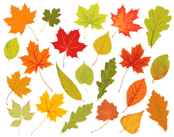 осенние листья - maple tree tree silhouette vector stock illustrations
