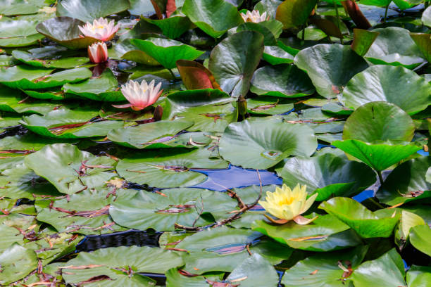 istock Beautiful water lily (Nymphaea) in a lake 1418979824