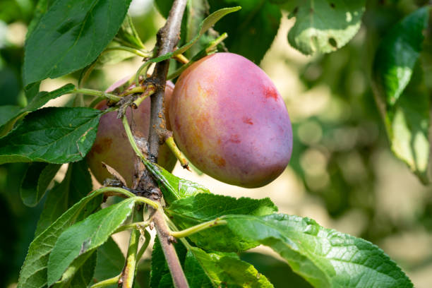 istock Cherry plum on a tree in autumn 1418980094