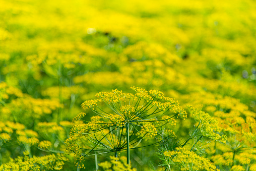 Dill plants flower yellow. The photo was taken at a summer day in a Dutch field in the province of South Holland