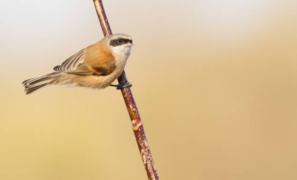 istock Penduline tit, remiz. The bird sits on a thin branch, isolated 1418982540
