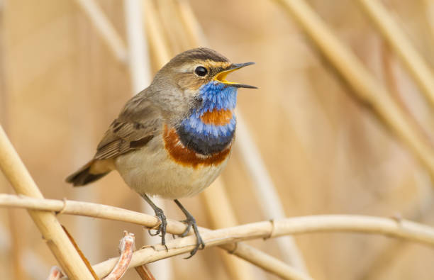 istock Bluethroat, luscinia svecica. Bird is singing 1418982622