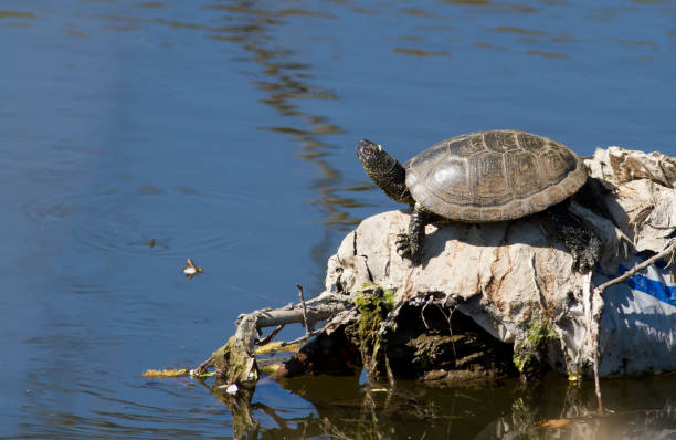 istock Fresh-water turtle, emys. Reptile basking in the sun 1418982683