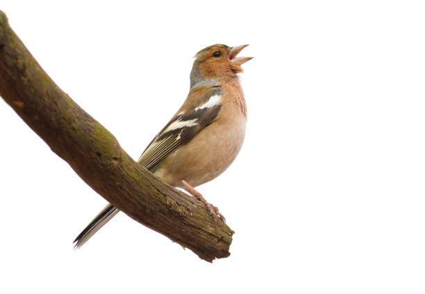istock Finch, chaffinch, fringilla. Bird isolated, sings while sitting on a branch 1418982966
