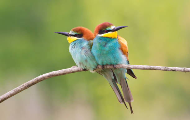 istock ommon bee-eater, Merops apiaster. Two birds are sitting on a branch 1418983030