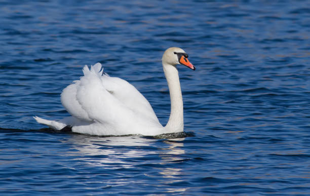 istock Mute swan. A bird floating on a river 1418983090