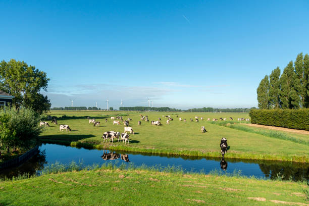 Cows and wind turbines in a green field