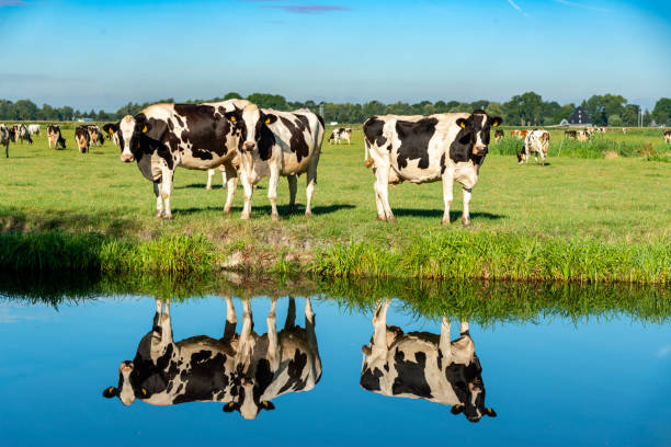 Typical Dutch Landscape: Cows in a green field stock photo