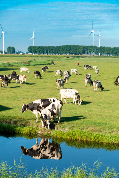 istock Typical Dutch Landscape: Cows in a green field 1418984146