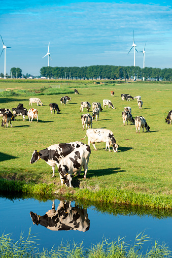 Cows and wind turbines in a green field