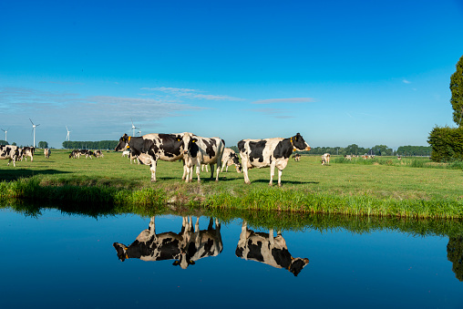 Cows and wind turbines in a green field