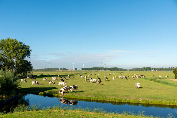 istock Typical Dutch Landscape: Cows in a green field 1418984203