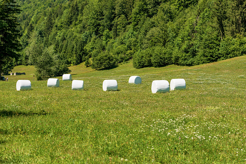 Group of hay bales packed with white plastic on a green sunny meadow, Julian Alps, Triglav National Park, Gorenjska, Slovenia, central Europe.