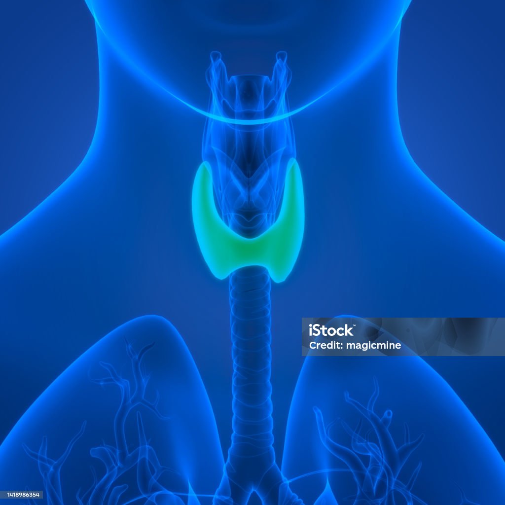 Human Body Glands Thyroid Gland Anatomy Stock Photo Biology Diagrams