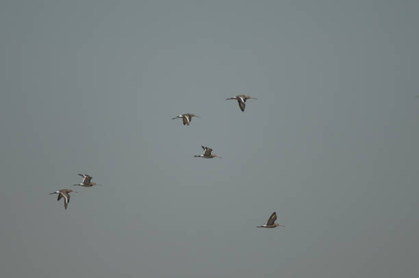 istock Flock of black-tailed godwits in flight. 1418988707