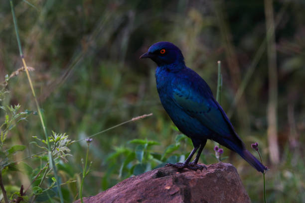 istock Greater Blue-Eared Starling Bird On A Rock (Lamprotornis chalybaeus) 1418991234