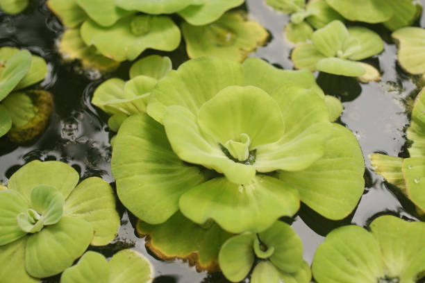 istock Pistia crispata blooming at pond 1418992291