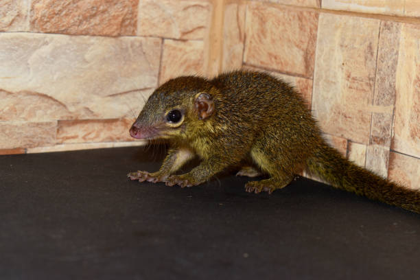 gros plan d’un bébé écureuil à face de musaraigne debout dans un coin sur le sol noir. - squirrel red squirrel black forest forest photos et images de collection