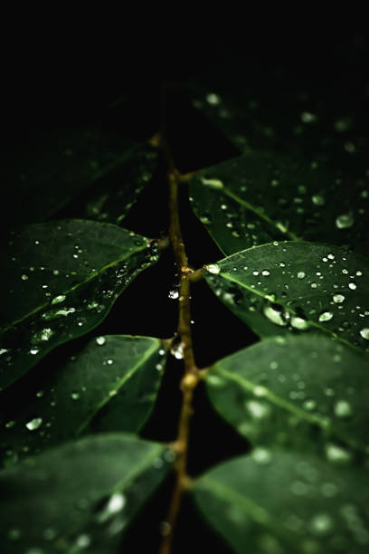 istock Rain water on green leaf .Beautiful drops and leaf texture in nature. 1418993425