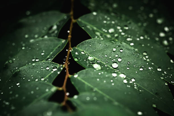 istock Rain water on green leaf .Beautiful drops and leaf texture in nature. 1418993508