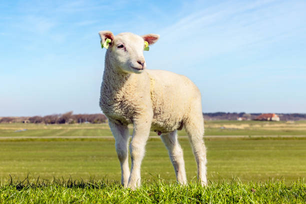 White lamb looking friendly standing, smalll little lambkin proudly and frank on the dyke Cute lamb looking friendly standing, smalll little lambkin proudly and frank on the dyke lamb animal stock pictures, royalty-free photos & images