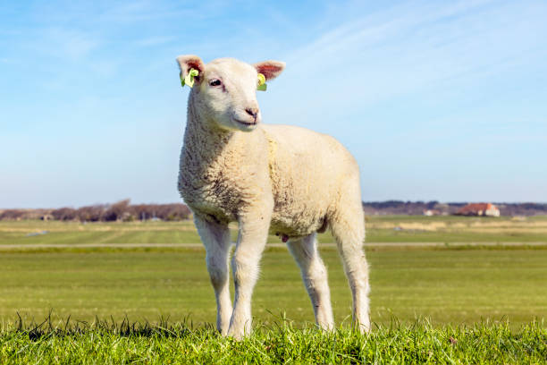 White lamb looking friendly standing, smalll little lambkin proudly and frank on the dyke Cute lamb looking friendly standing, smalll little lambkin proudly and frank on the dyke ewe stock pictures, royalty-free photos & images