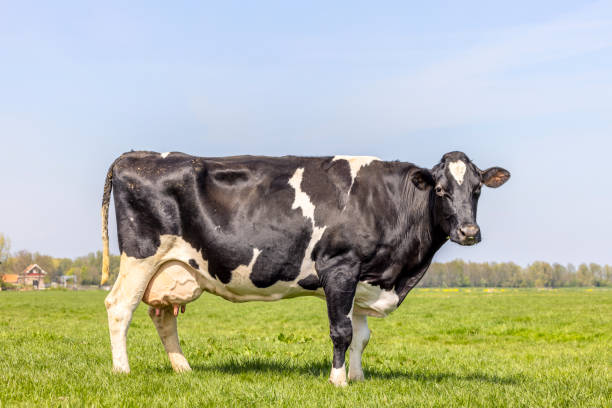 istock Cow milk cattle black and white, standing on a path, Holstein cattle,  udder large and full and mammary veins, a blue sky 1418993517
