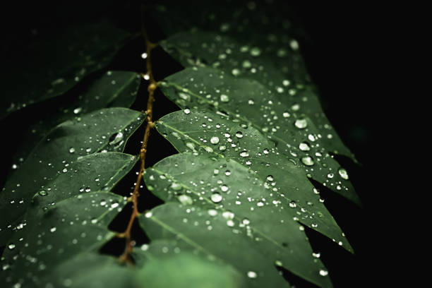 istock Rain water on green leaf .Beautiful drops and leaf texture in nature. 1418993630