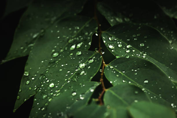 istock Rain water on green leaf .Beautiful drops and leaf texture in nature. 1418993647