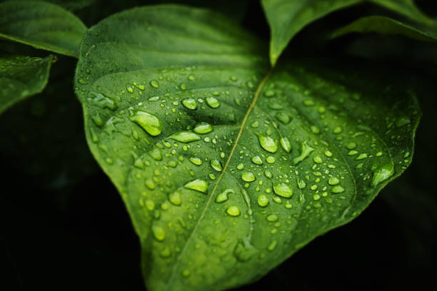 istock Rain water on green leaf .Beautiful drops and leaf texture in nature. 1418993707