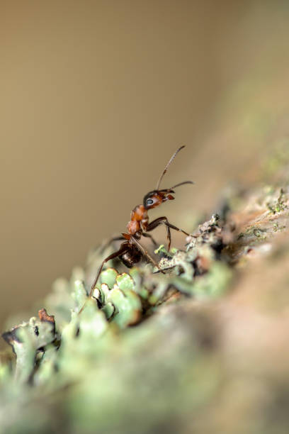 istock Black wood ant on the birch tree trunk covered by lichen 1418993883