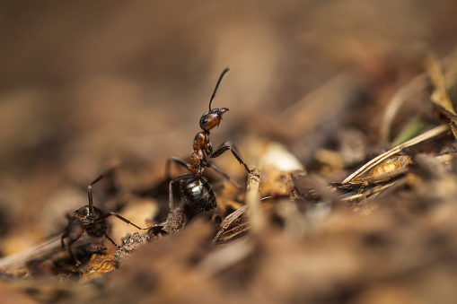 Black wood ant in the woods, extreme close-up