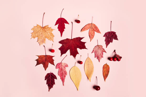 istock Colorful autumn leaves and berries set on pink background 1418996232