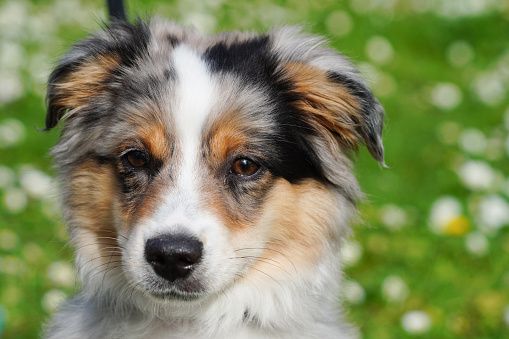 Adorable portrait of a small australian shepherd breed dog