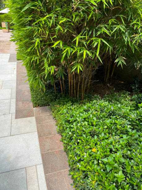 Close-up image of paved patio area, bamboo and shrubs, plant borders, focus on foreground Stock photo showing close-up view of paved patio area of garden with flowerbeds of bamboo. stone bench top view stock pictures, royalty-free photos & images