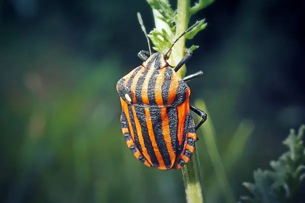 Graphosoma italicum Italian Striped Bug Insect. Digitally Enhanced Photograph.