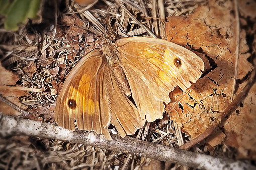 Maniola jurtina Meadow Brown Butterfly Insect. Digitally Enhanced Photograph.