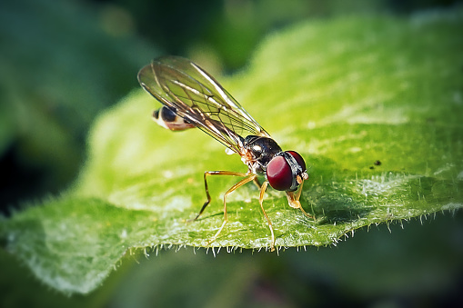 Baccha elongata Hoverfly Insect. Digitally Enhanced Photograph.