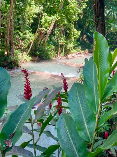 ямайка - водопад реки данн - waterfall tropical rainforest water jamaica стоковые фото и изображения