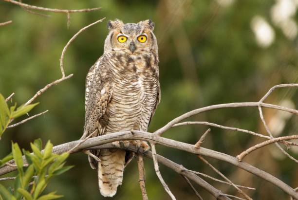 istock Owl with yellow eyes perching on tree branch 1418998953