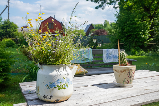 Wildflowers in an old white metal teapot and cactus in a pot on the wooden table with rustic background in sunny summer day