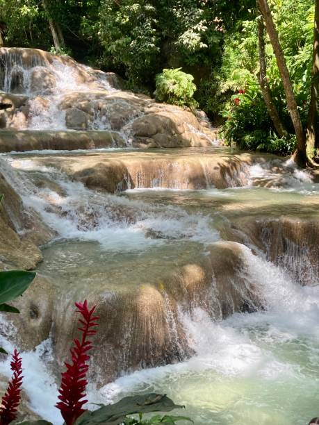 ジャマイカ - オーチョリオス - ダンの川の滝 - tropical rainforest jamaica tropical climate rainforest ストックフォトと画像