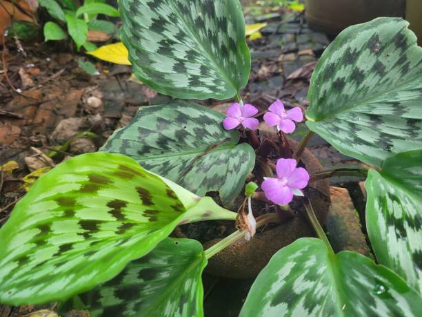istock Calathea picturata 1419000518