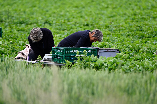 Korschenbroich, Germany, May 31, 2022 - Unidentified seasonal farmers harvest strawberries in the Lower Rhine region of Germany.