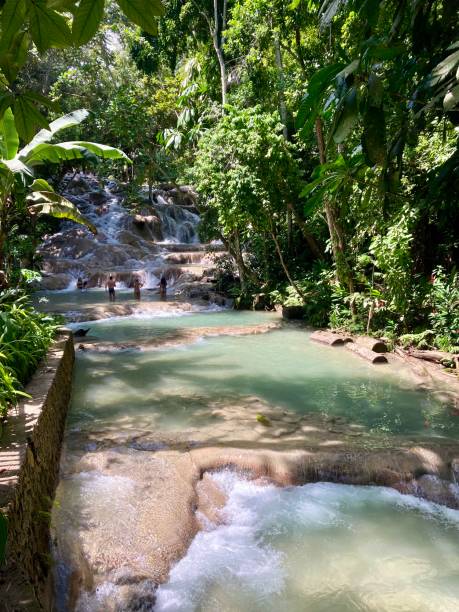 Jamaica - Dunn’s river fall Jamaica - Dunn's river fallo - one of the main attractions of the island, with its cool waters in a forest of lush vegetation. Tourists are brought up the waterfalls on foot. Or visit this wonder using the wooden stairs that run along the waterfall. This waterfall flows directly into the sea. dunns river falls stock pictures, royalty-free photos & images