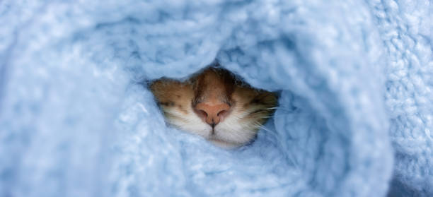 istock A cute cat face sticks out of a warm sweater. 1419003016