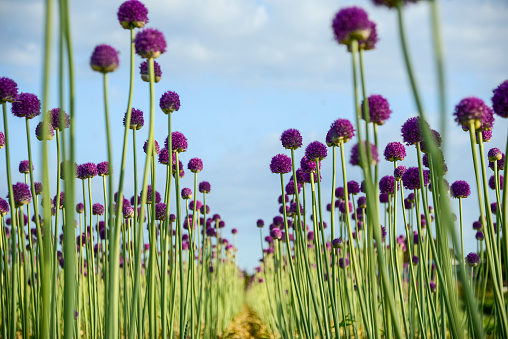 Group of purple allium flowers seen from a low point of view against a blue sky with some cloud shapes.